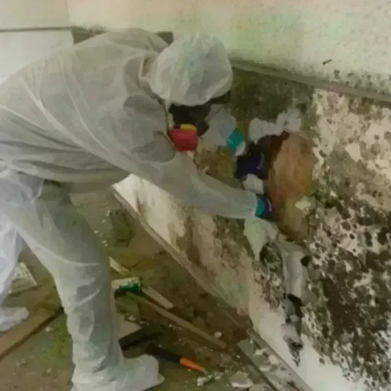 Mold Remediation and Removal in Rural Hall, NC